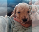 Puppy 1 Goldendoodle-Poodle (Miniature) Mix