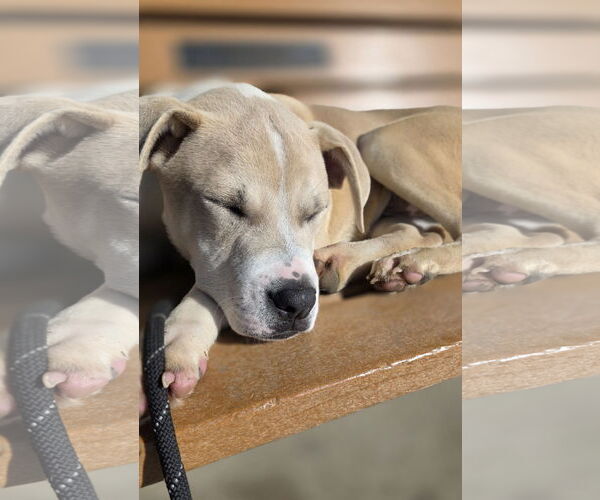 Medium Photo #9 Mutt Puppy For Sale in Rockaway, NJ, USA