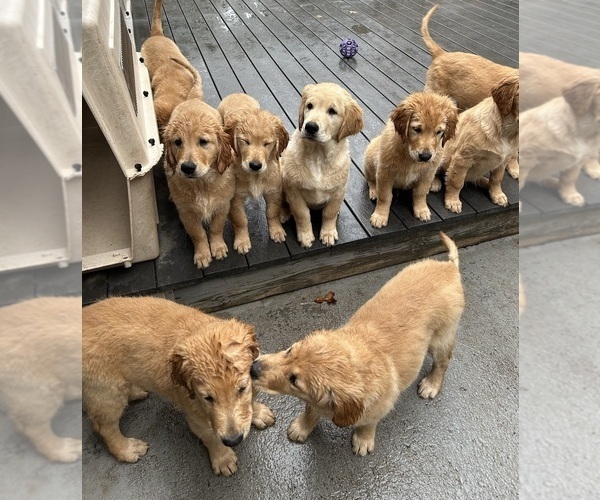 Medium Photo #8 Golden Retriever Puppy For Sale in SAINT JAMES, MO, USA
