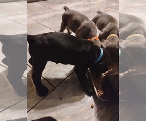 Medium Cane Corso