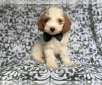 Small #1 Cockapoo (Miniature)