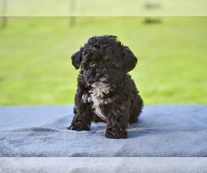 Shih-Poo Puppy for sale in MILLERSBURG, OH, USA