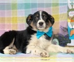 Small Photo #2 Australian Shepherd Puppy For Sale in LANCASTER, PA, USA