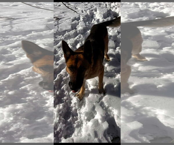 Medium Photo #2 German Shepherd Dog Puppy For Sale in Alexander, AR, USA