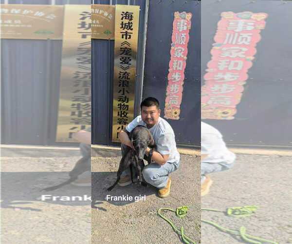 Medium Photo #4 Greyhound Puppy For Sale in Cherry Hill, NJ, USA