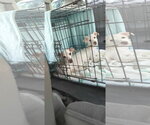 Small Photo #11 Mutt Puppy For Sale in Escondido, CA, USA