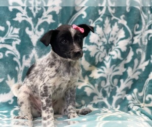 Australian Cattle Dog-Border Collie Mix Puppy for sale in LAKELAND, FL, USA