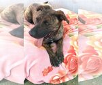 Small #12 Mastiff Mix