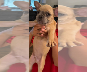 French Bulldog Puppy for sale in FORT WORTH, TX, USA