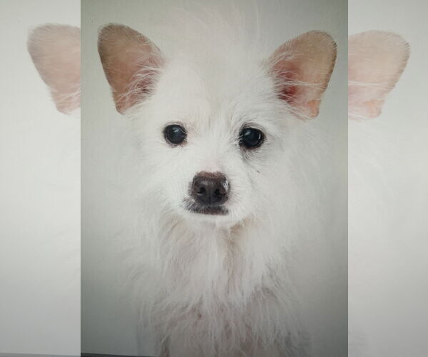 Medium Photo #4 Chihuahua-Unknown Mix Puppy For Sale in Tampa, FL, USA