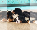 Small #6 Bernese Mountain Dog