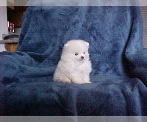 Pomeranian Puppy for sale in APPLE VALLEY, CA, USA