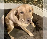 Small #2 Golden Labrador