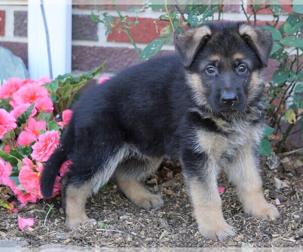 Medium Photo #3 German Shepherd Dog Puppy For Sale in FREDERICKSBG, OH, USA