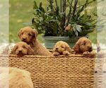Small Photo #4 Goldendoodle Puppy For Sale in NEW HOLLAND, PA, USA
