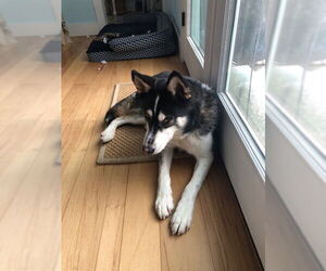Siberian Husky Dogs for adoption in Woodbury, NY, USA