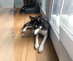 Small Siberian Husky