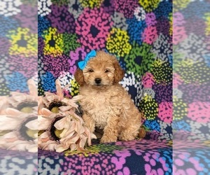 Goldendoodle (Miniature) Puppy for sale in KIRKWOOD, PA, USA