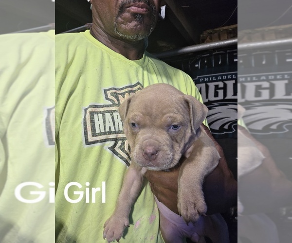 Medium Photo #1 American Bully Puppy For Sale in TRENTON, NJ, USA
