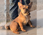 Small #1 French Bulldog