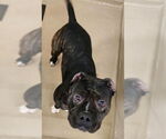 Small #1 American Pit Bull Terrier