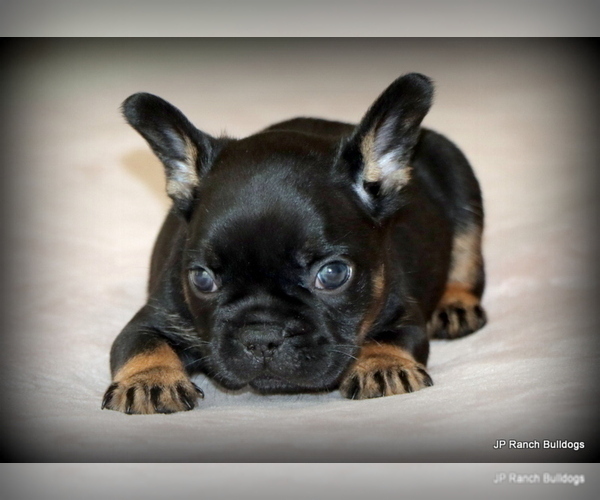 Medium Photo #6 French Bulldog Puppy For Sale in WINNSBORO, TX, USA