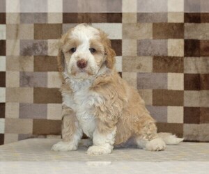 Bernedoodle (Miniature) Puppy for sale in DENVER, PA, USA