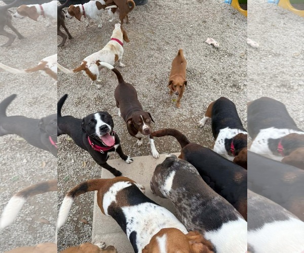 Medium Photo #4 Mutt Puppy For Sale in Oakhurst, NJ, USA