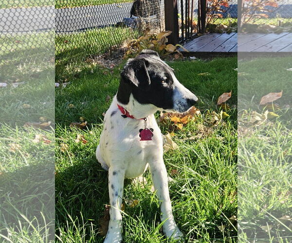 Medium Photo #2 Rat Terrier-Unknown Mix Puppy For Sale in Rockaway, NJ, USA