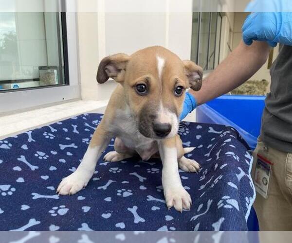 Medium Photo #1 Labsky Puppy For Sale in Orange, CA, USA