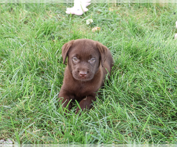 Medium Photo #3 Labrador Retriever Puppy For Sale in SYRACUSE, IN, USA
