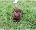 Small #2 Labrador Retriever