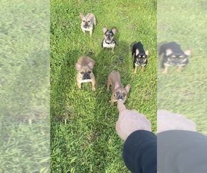 French Bulldog Puppy for sale in ESCONDIDO, CA, USA