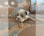 Small Photo #4 English Bulldog Puppy For Sale in CIBOLO, TX, USA