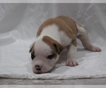 Small Photo #17 American Bulldog Puppy For Sale in MECHANICSVILLE, VA, USA