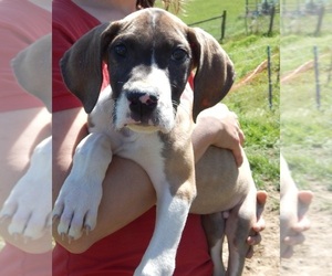 Great Dane Puppy for Sale in SPRAGGS, Pennsylvania USA