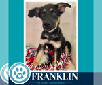 Small #1 German Shepherd Dog