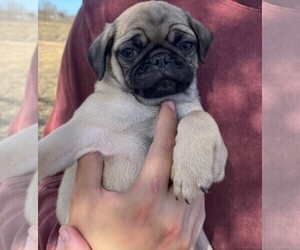 Pug Puppy for sale in KYLE, TX, USA