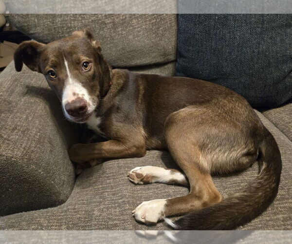Medium Photo #2 Labrador Retriever-Unknown Mix Puppy For Sale in Ball Ground, GA, USA