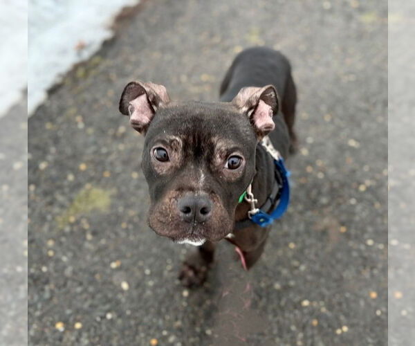 Medium Photo #1 American Staffordshire Terrier Puppy For Sale in Sayreville, NJ, NJ, USA