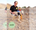 Small #4 Saluki-Whippet Mix