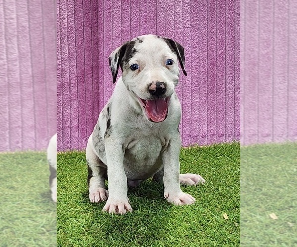 Medium Photo #4 Catahoula Leopard Dog Puppy For Sale in CUMBY, TX, USA