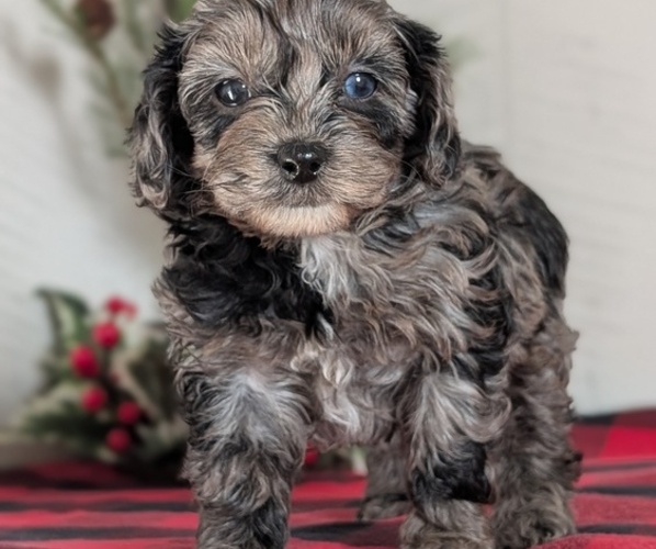 Medium Photo #4 Cockapoo (Miniature) Puppy For Sale in GOSHEN, IN, USA