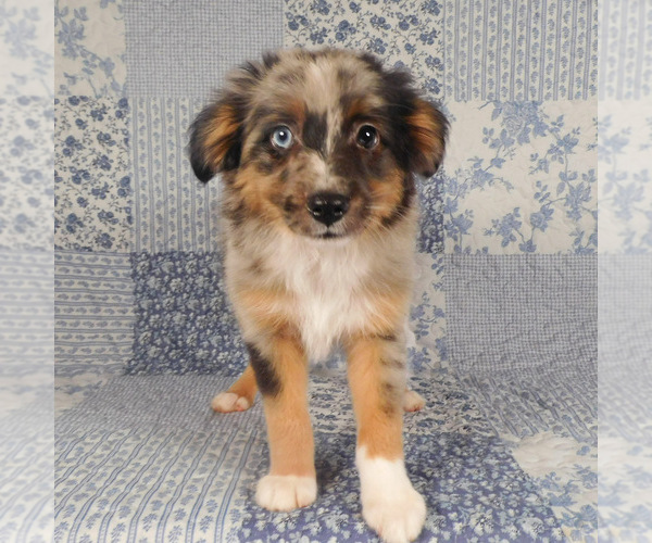 Medium Photo #3 Miniature Australian Shepherd Puppy For Sale in HARRISON, OH, USA