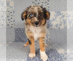 Small #2 Miniature Australian Shepherd