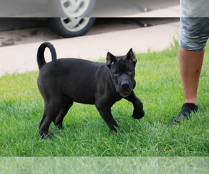 Presa Canario Puppy for sale in DENVER, CO, USA