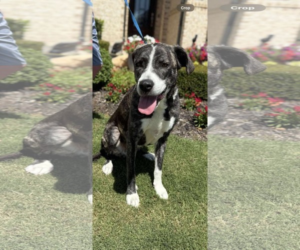 Medium Photo #1 Great Dane-Unknown Mix Puppy For Sale in Dallas, TX, USA