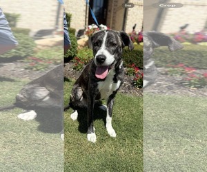 Great Dane-Unknown Mix Dogs for adoption in Dallas, TX, USA