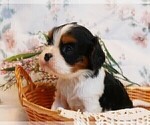 Small Photo #10 Cavalier King Charles Spaniel Puppy For Sale in MARCELLUS, MI, USA