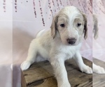 Small Photo #98 Aussie-Poo-Goldendoodle Mix Puppy For Sale in COMMERCE, MI, USA